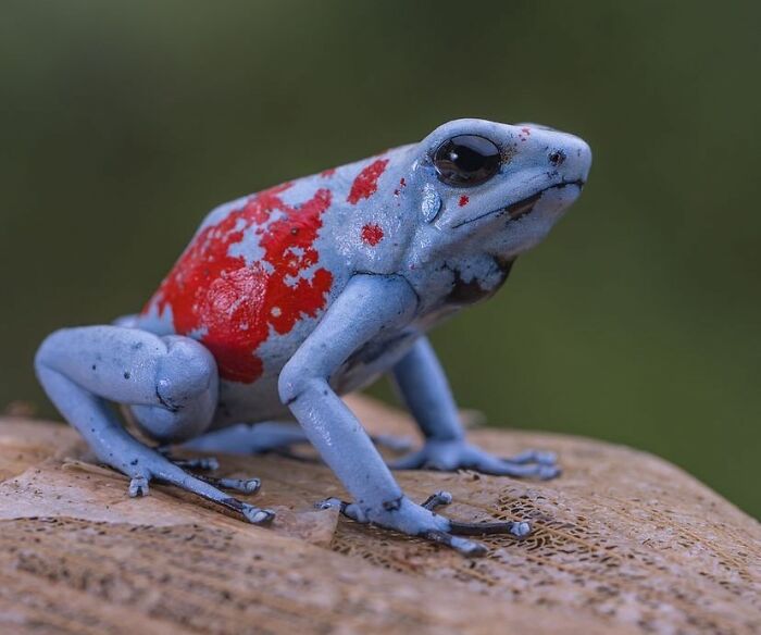 26 Wild Frog Photos Shared By The &lsquo;Herping The Globe&rsquo; Community