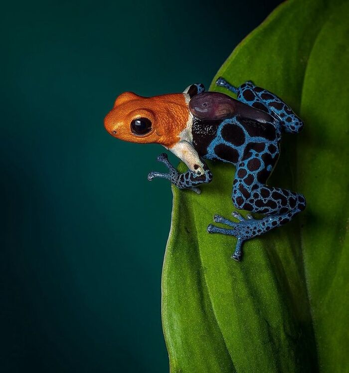 26 Wild Frog Photos Shared By The &lsquo;Herping The Globe&rsquo; Community