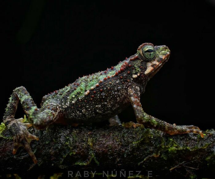 26 Wild Frog Photos Shared By The &lsquo;Herping The Globe&rsquo; Community