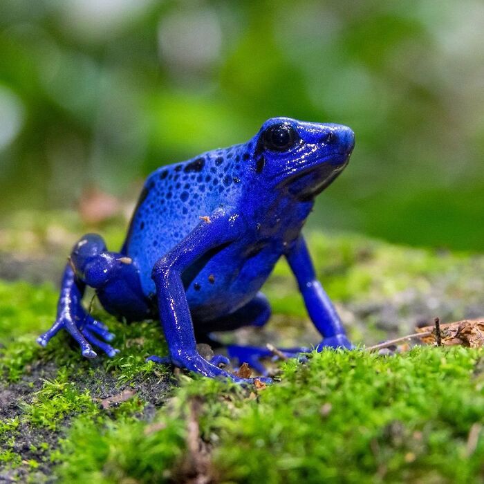 26 Wild Frog Photos Shared By The &lsquo;Herping The Globe&rsquo; Community