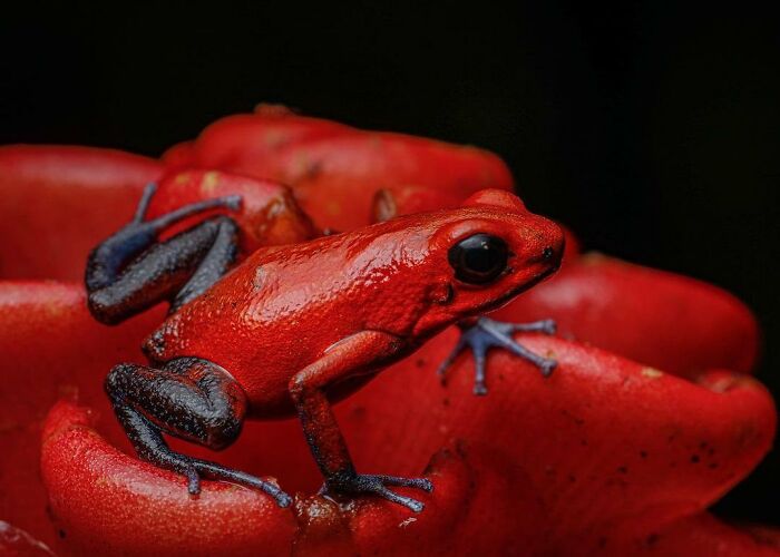 26 Wild Frog Photos Shared By The &lsquo;Herping The Globe&rsquo; Community