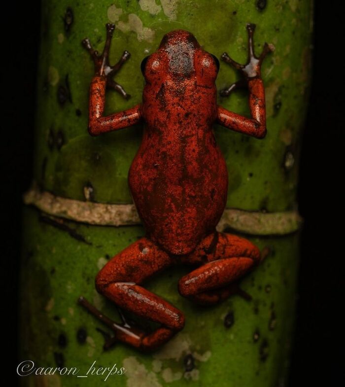 26 Wild Frog Photos Shared By The &lsquo;Herping The Globe&rsquo; Community