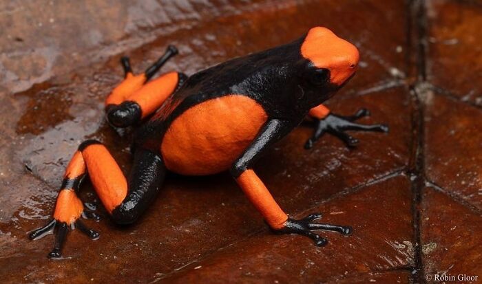 26 Wild Frog Photos Shared By The &lsquo;Herping The Globe&rsquo; Community