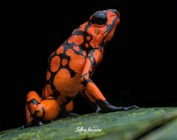 26 Wild Frog Photos Shared By The &lsquo;Herping The Globe&rsquo; Community