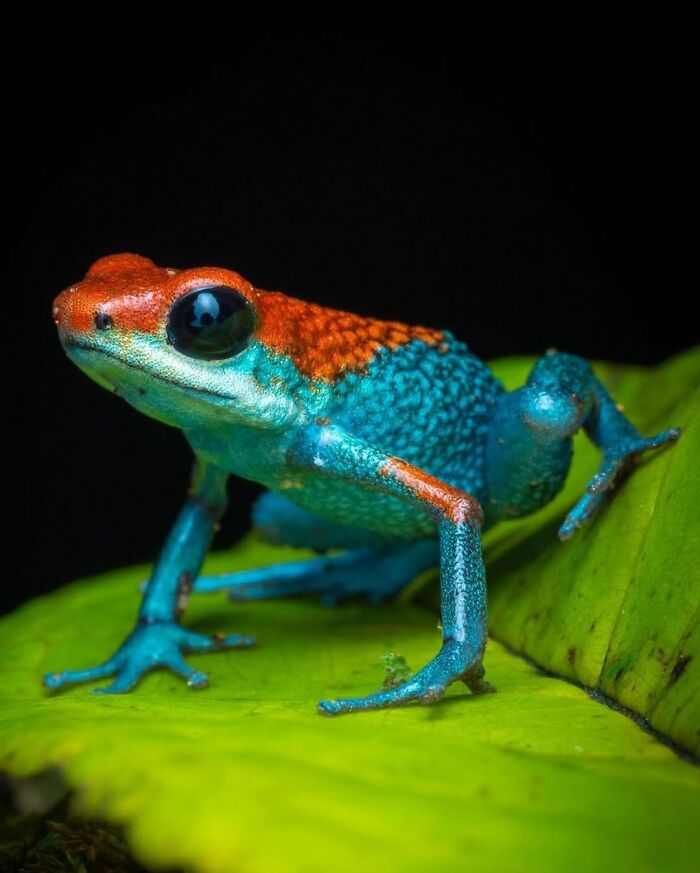 26 Wild Frog Photos Shared By The &lsquo;Herping The Globe&rsquo; Community