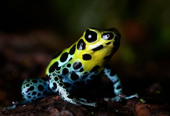 26 Wild Frog Photos Shared By The &lsquo;Herping The Globe&rsquo; Community