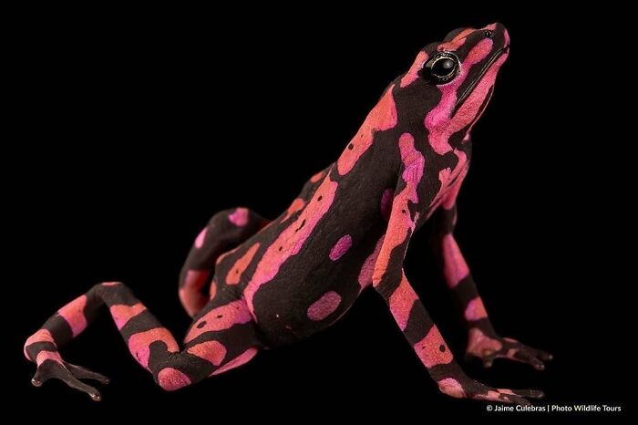 26 Wild Frog Photos Shared By The &lsquo;Herping The Globe&rsquo; Community