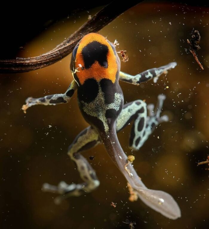 26 Wild Frog Photos Shared By The &lsquo;Herping The Globe&rsquo; Community