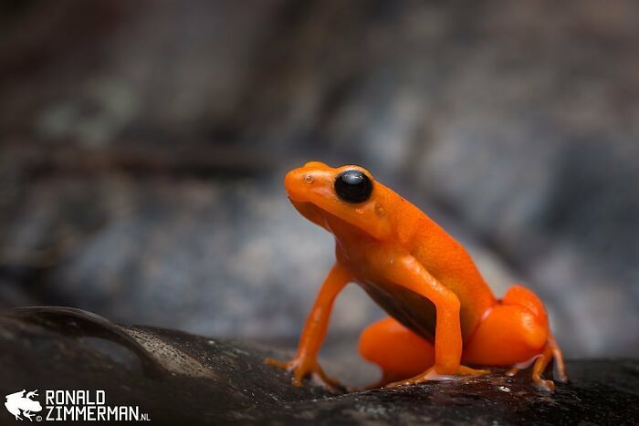26 Wild Frog Photos Shared By The &lsquo;Herping The Globe&rsquo; Community