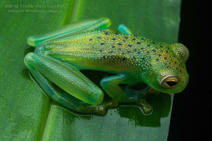 26 Wild Frog Photos Shared By The &lsquo;Herping The Globe&rsquo; Community