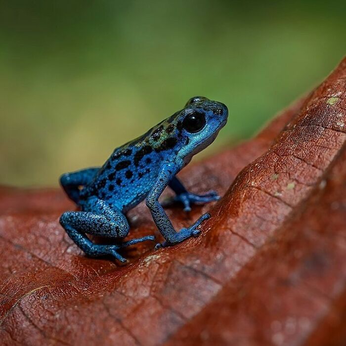 26 Wild Frog Photos Shared By The &lsquo;Herping The Globe&rsquo; Community