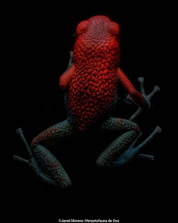 26 Wild Frog Photos Shared By The &lsquo;Herping The Globe&rsquo; Community