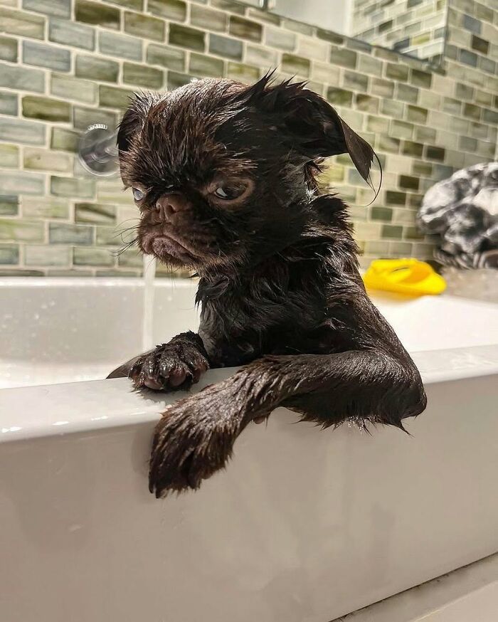 ‘WeRateDogs’ Shared 36 Pics Of Dogs Who Were Not Emotionally Prepared For Bath Time ‘WeRateDogs’ Shared 36 Pics Of Dogs Who Were Not Emotionally Prepared For Bath Time