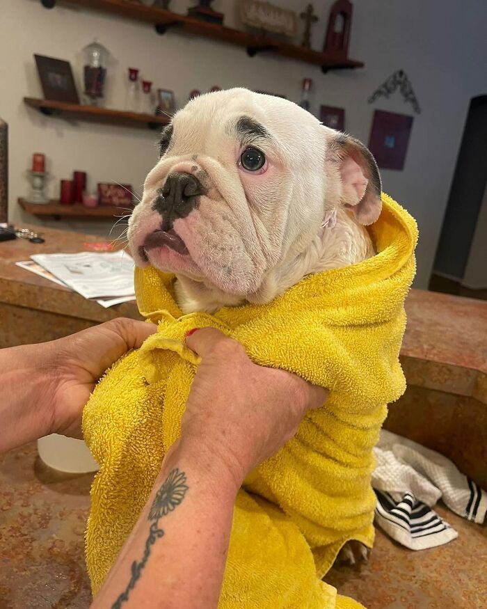 ‘WeRateDogs’ Shared 36 Pics Of Dogs Who Were Not Emotionally Prepared For Bath Time ‘WeRateDogs’ Shared 36 Pics Of Dogs Who Were Not Emotionally Prepared For Bath Time