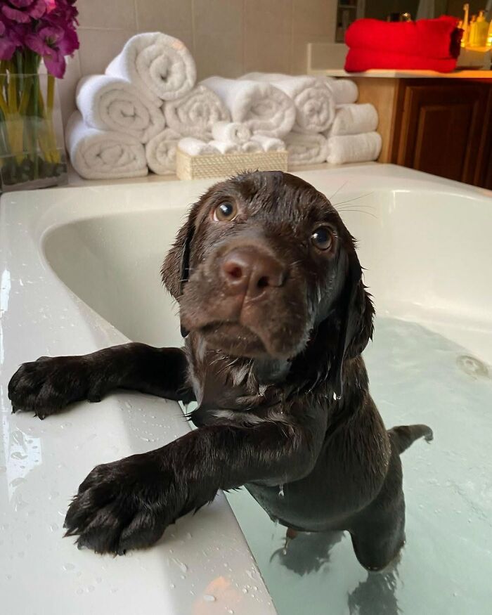 ‘WeRateDogs’ Shared 36 Pics Of Dogs Who Were Not Emotionally Prepared For Bath Time ‘WeRateDogs’ Shared 36 Pics Of Dogs Who Were Not Emotionally Prepared For Bath Time