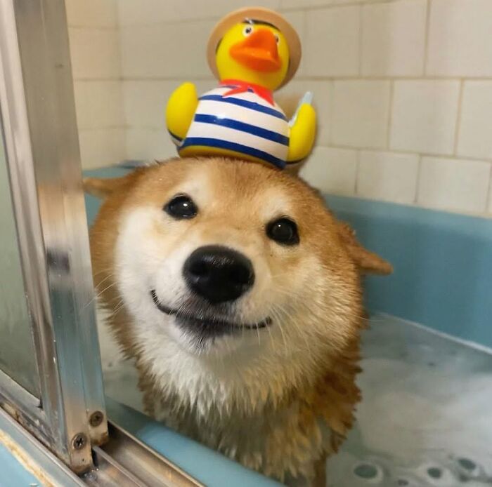 ‘WeRateDogs’ Shared 36 Pics Of Dogs Who Were Not Emotionally Prepared For Bath Time ‘WeRateDogs’ Shared 36 Pics Of Dogs Who Were Not Emotionally Prepared For Bath Time