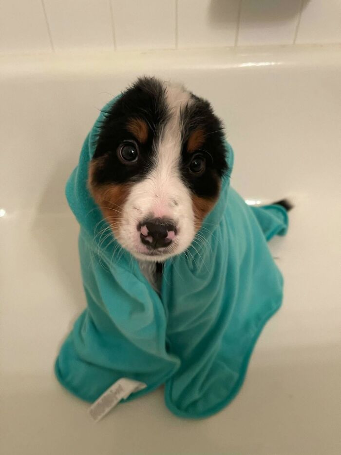 ‘WeRateDogs’ Shared 36 Pics Of Dogs Who Were Not Emotionally Prepared For Bath Time ‘WeRateDogs’ Shared 36 Pics Of Dogs Who Were Not Emotionally Prepared For Bath Time