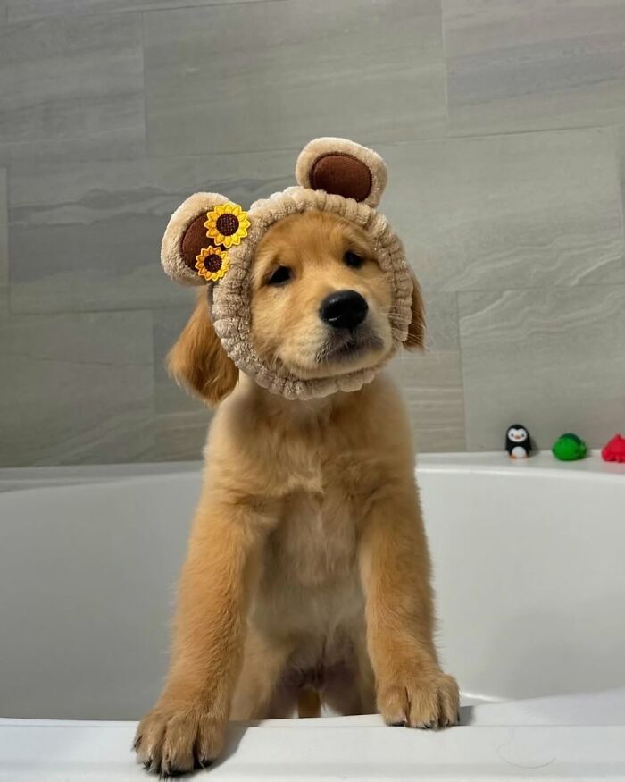 ‘WeRateDogs’ Shared 36 Pics Of Dogs Who Were Not Emotionally Prepared For Bath Time ‘WeRateDogs’ Shared 36 Pics Of Dogs Who Were Not Emotionally Prepared For Bath Time