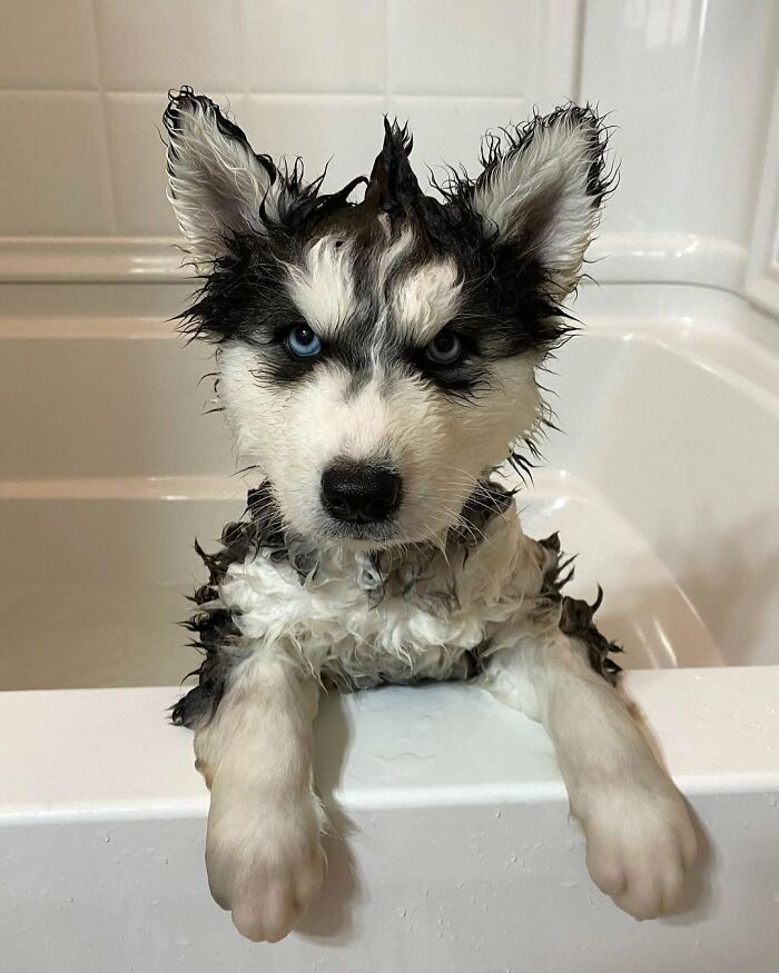 ‘WeRateDogs’ Shared 36 Pics Of Dogs Who Were Not Emotionally Prepared For Bath Time ‘WeRateDogs’ Shared 36 Pics Of Dogs Who Were Not Emotionally Prepared For Bath Time