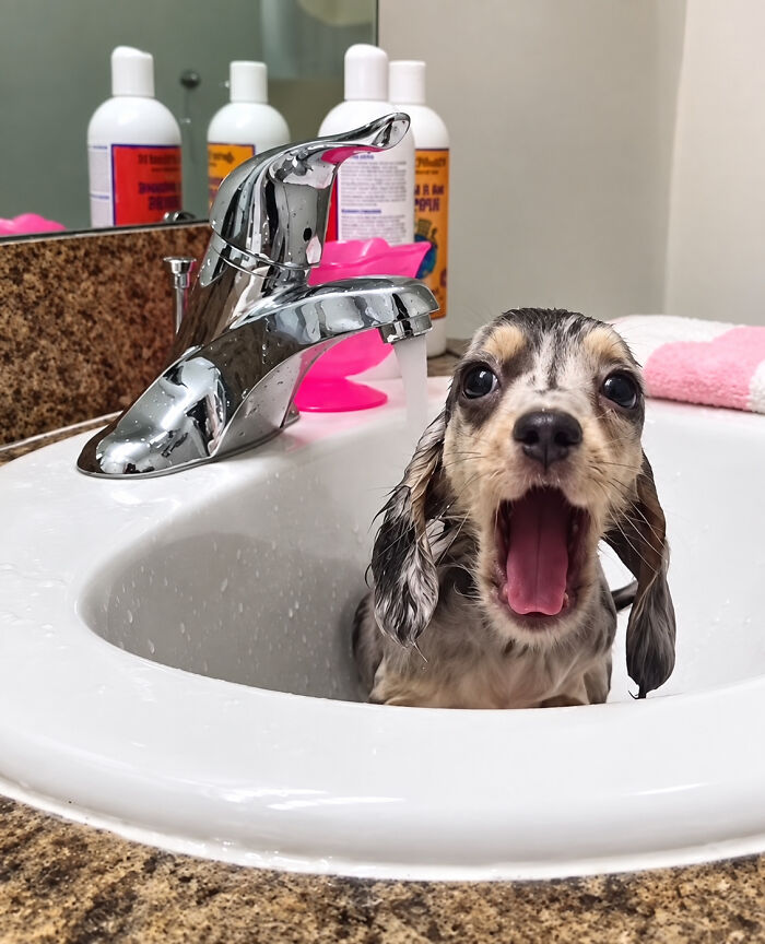 ‘WeRateDogs’ Shared 36 Pics Of Dogs Who Were Not Emotionally Prepared For Bath Time ‘WeRateDogs’ Shared 36 Pics Of Dogs Who Were Not Emotionally Prepared For Bath Time
