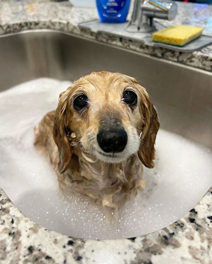 ‘WeRateDogs’ Shared 36 Pics Of Dogs Who Were Not Emotionally Prepared For Bath Time ‘WeRateDogs’ Shared 36 Pics Of Dogs Who Were Not Emotionally Prepared For Bath Time