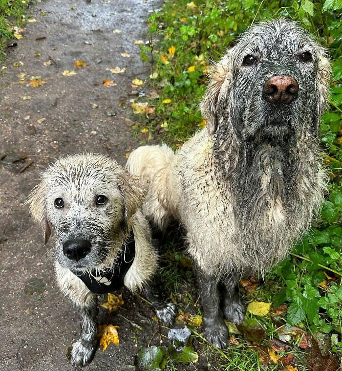 ‘WeRateDogs’ Shared 36 Pics Of Dogs Who Were Not Emotionally Prepared For Bath Time ‘WeRateDogs’ Shared 36 Pics Of Dogs Who Were Not Emotionally Prepared For Bath Time