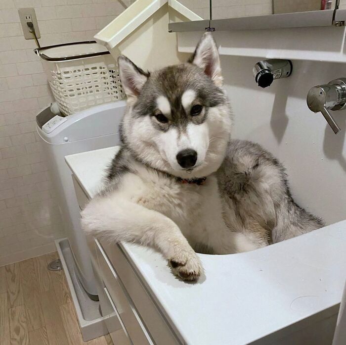 ‘WeRateDogs’ Shared 36 Pics Of Dogs Who Were Not Emotionally Prepared For Bath Time ‘WeRateDogs’ Shared 36 Pics Of Dogs Who Were Not Emotionally Prepared For Bath Time