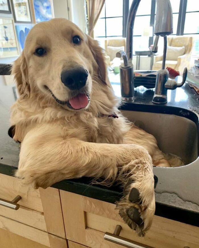 ‘WeRateDogs’ Shared 36 Pics Of Dogs Who Were Not Emotionally Prepared For Bath Time ‘WeRateDogs’ Shared 36 Pics Of Dogs Who Were Not Emotionally Prepared For Bath Time