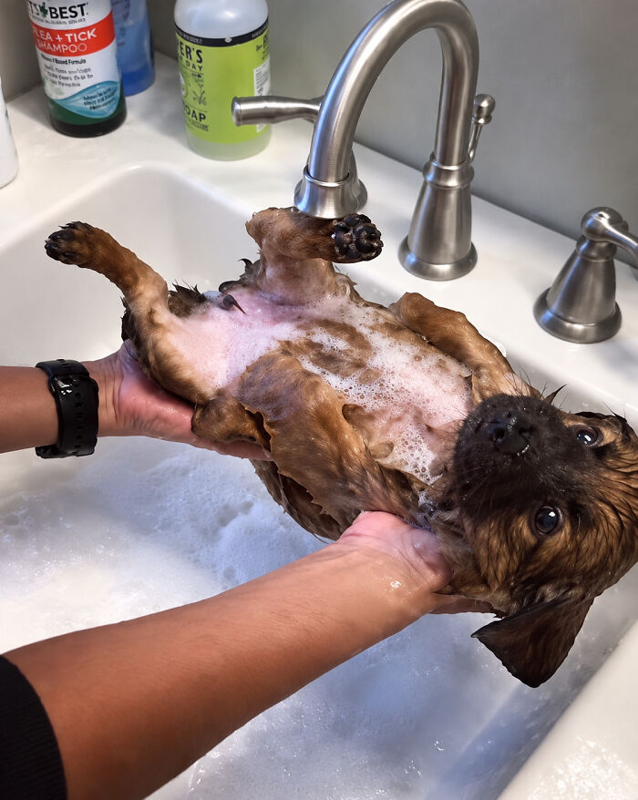 ‘WeRateDogs’ Shared 36 Pics Of Dogs Who Were Not Emotionally Prepared For Bath Time ‘WeRateDogs’ Shared 36 Pics Of Dogs Who Were Not Emotionally Prepared For Bath Time
