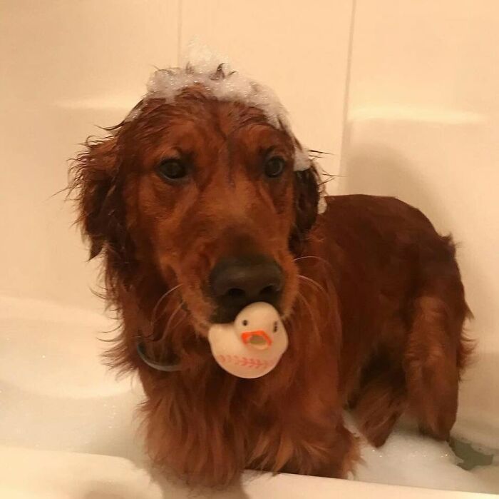 ‘WeRateDogs’ Shared 36 Pics Of Dogs Who Were Not Emotionally Prepared For Bath Time ‘WeRateDogs’ Shared 36 Pics Of Dogs Who Were Not Emotionally Prepared For Bath Time