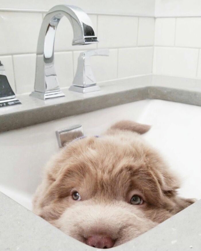 ‘WeRateDogs’ Shared 36 Pics Of Dogs Who Were Not Emotionally Prepared For Bath Time ‘WeRateDogs’ Shared 36 Pics Of Dogs Who Were Not Emotionally Prepared For Bath Time