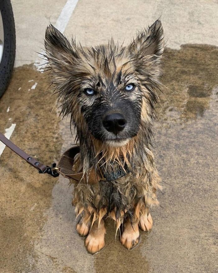 ‘WeRateDogs’ Shared 36 Pics Of Dogs Who Were Not Emotionally Prepared For Bath Time ‘WeRateDogs’ Shared 36 Pics Of Dogs Who Were Not Emotionally Prepared For Bath Time