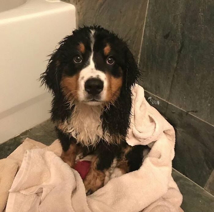 ‘WeRateDogs’ Shared 36 Pics Of Dogs Who Were Not Emotionally Prepared For Bath Time ‘WeRateDogs’ Shared 36 Pics Of Dogs Who Were Not Emotionally Prepared For Bath Time