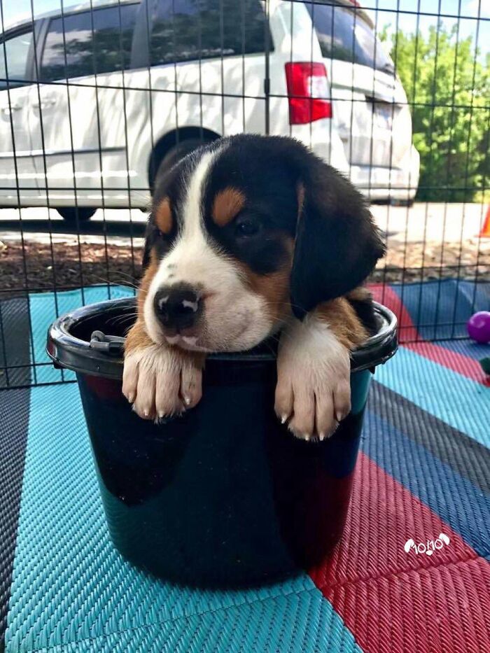 ‘WeRateDogs’ Shared 36 Pics Of Dogs Who Were Not Emotionally Prepared For Bath Time ‘WeRateDogs’ Shared 36 Pics Of Dogs Who Were Not Emotionally Prepared For Bath Time