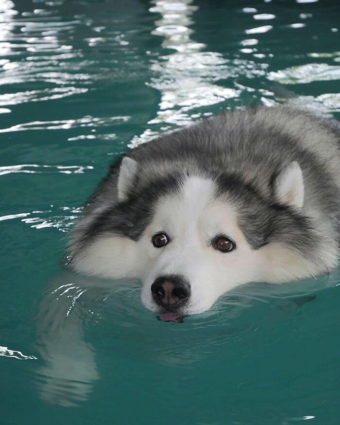 ‘WeRateDogs’ Shared 36 Pics Of Dogs Who Were Not Emotionally Prepared For Bath Time ‘WeRateDogs’ Shared 36 Pics Of Dogs Who Were Not Emotionally Prepared For Bath Time