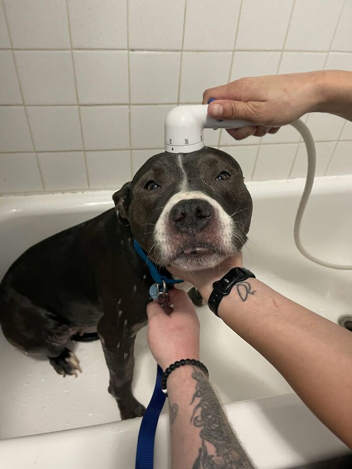 ‘WeRateDogs’ Shared 36 Pics Of Dogs Who Were Not Emotionally Prepared For Bath Time ‘WeRateDogs’ Shared 36 Pics Of Dogs Who Were Not Emotionally Prepared For Bath Time
