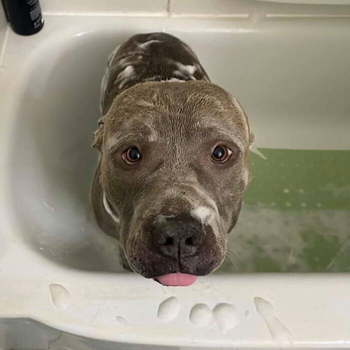 ‘WeRateDogs’ Shared 36 Pics Of Dogs Who Were Not Emotionally Prepared For Bath Time ‘WeRateDogs’ Shared 36 Pics Of Dogs Who Were Not Emotionally Prepared For Bath Time