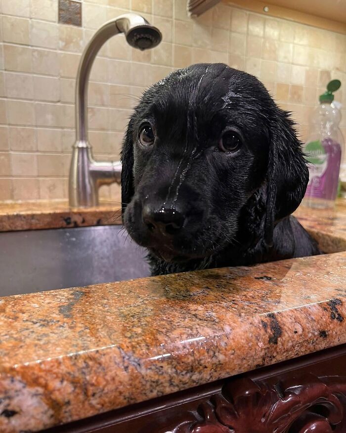 ‘WeRateDogs’ Shared 36 Pics Of Dogs Who Were Not Emotionally Prepared For Bath Time ‘WeRateDogs’ Shared 36 Pics Of Dogs Who Were Not Emotionally Prepared For Bath Time
