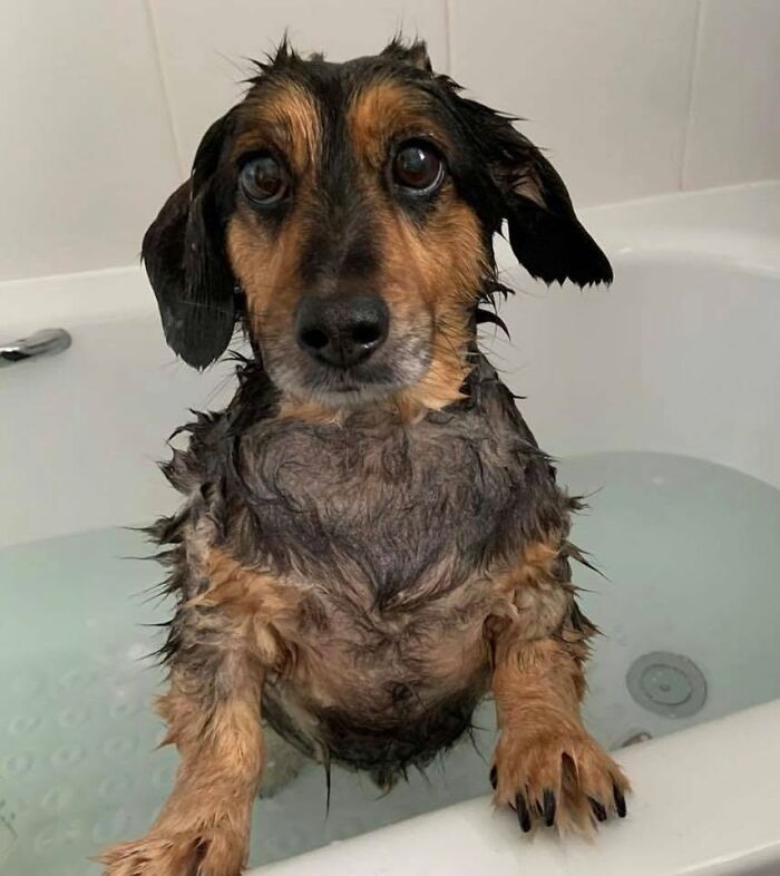 ‘WeRateDogs’ Shared 36 Pics Of Dogs Who Were Not Emotionally Prepared For Bath Time ‘WeRateDogs’ Shared 36 Pics Of Dogs Who Were Not Emotionally Prepared For Bath Time