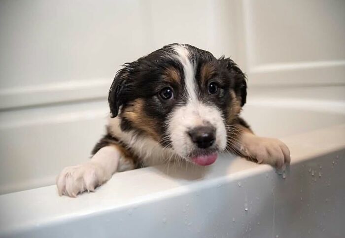 ‘WeRateDogs’ Shared 36 Pics Of Dogs Who Were Not Emotionally Prepared For Bath Time ‘WeRateDogs’ Shared 36 Pics Of Dogs Who Were Not Emotionally Prepared For Bath Time