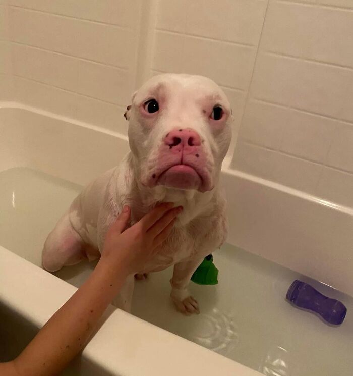 ‘WeRateDogs’ Shared 36 Pics Of Dogs Who Were Not Emotionally Prepared For Bath Time ‘WeRateDogs’ Shared 36 Pics Of Dogs Who Were Not Emotionally Prepared For Bath Time