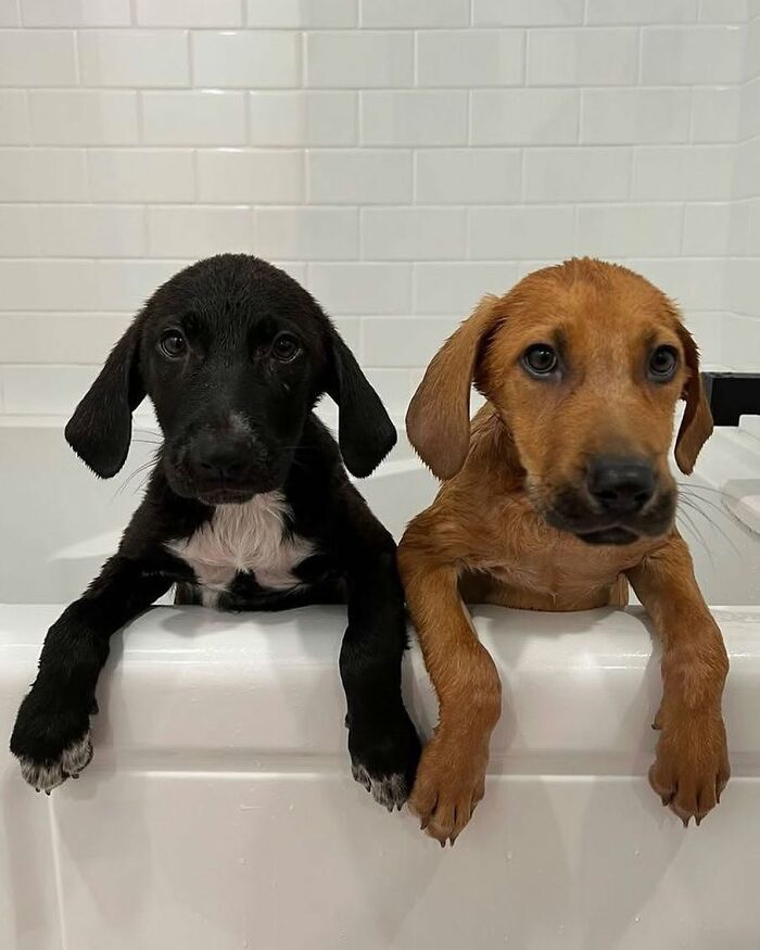 ‘WeRateDogs’ Shared 36 Pics Of Dogs Who Were Not Emotionally Prepared For Bath Time ‘WeRateDogs’ Shared 36 Pics Of Dogs Who Were Not Emotionally Prepared For Bath Time