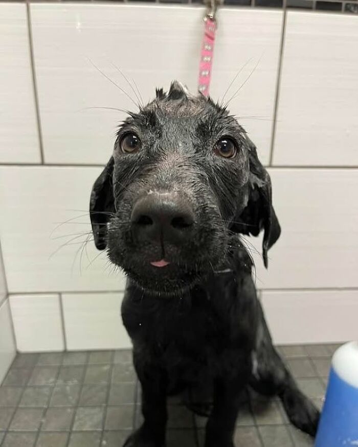 ‘WeRateDogs’ Shared 36 Pics Of Dogs Who Were Not Emotionally Prepared For Bath Time ‘WeRateDogs’ Shared 36 Pics Of Dogs Who Were Not Emotionally Prepared For Bath Time