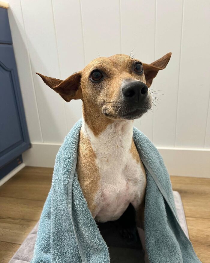 ‘WeRateDogs’ Shared 36 Pics Of Dogs Who Were Not Emotionally Prepared For Bath Time ‘WeRateDogs’ Shared 36 Pics Of Dogs Who Were Not Emotionally Prepared For Bath Time