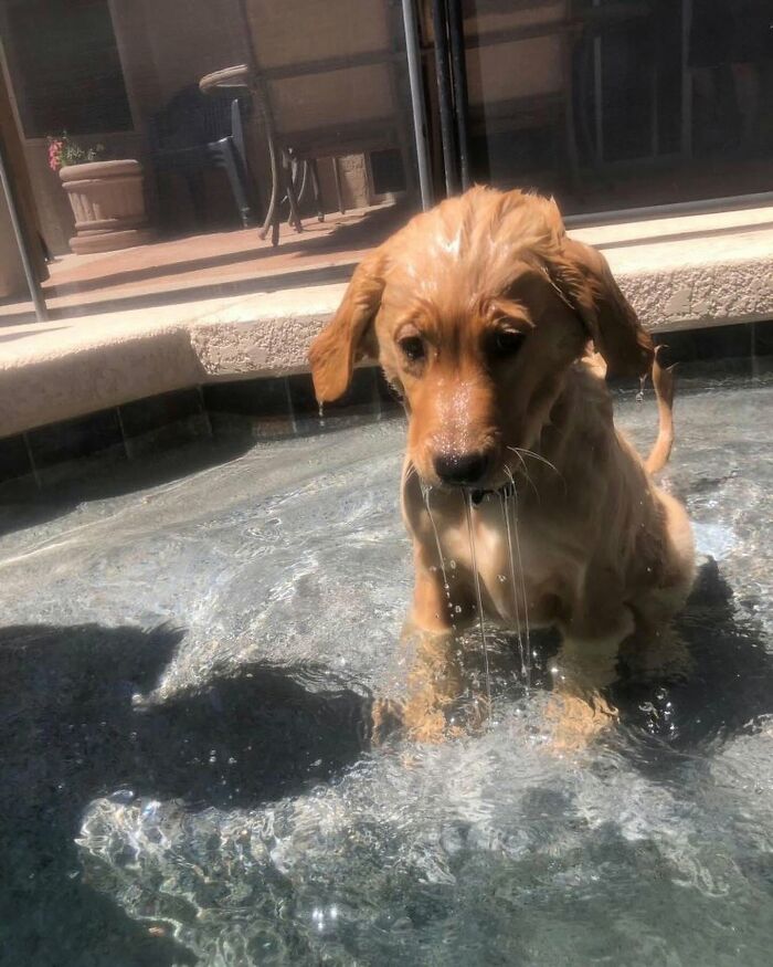 ‘WeRateDogs’ Shared 36 Pics Of Dogs Who Were Not Emotionally Prepared For Bath Time ‘WeRateDogs’ Shared 36 Pics Of Dogs Who Were Not Emotionally Prepared For Bath Time