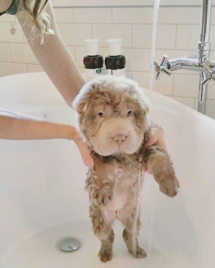 ‘WeRateDogs’ Shared 36 Pics Of Dogs Who Were Not Emotionally Prepared For Bath Time ‘WeRateDogs’ Shared 36 Pics Of Dogs Who Were Not Emotionally Prepared For Bath Time