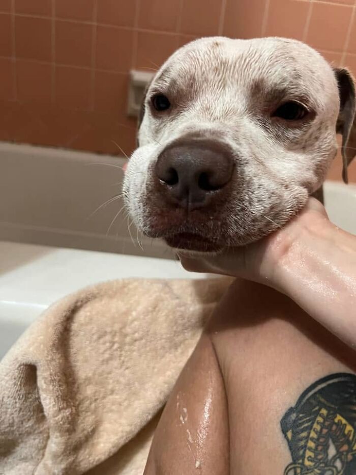 ‘WeRateDogs’ Shared 36 Pics Of Dogs Who Were Not Emotionally Prepared For Bath Time ‘WeRateDogs’ Shared 36 Pics Of Dogs Who Were Not Emotionally Prepared For Bath Time