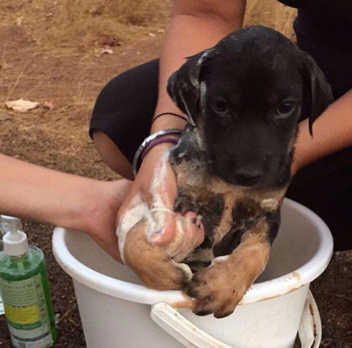 ‘WeRateDogs’ Shared 36 Pics Of Dogs Who Were Not Emotionally Prepared For Bath Time ‘WeRateDogs’ Shared 36 Pics Of Dogs Who Were Not Emotionally Prepared For Bath Time