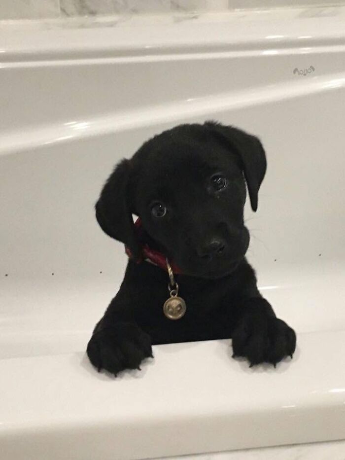 ‘WeRateDogs’ Shared 36 Pics Of Dogs Who Were Not Emotionally Prepared For Bath Time ‘WeRateDogs’ Shared 36 Pics Of Dogs Who Were Not Emotionally Prepared For Bath Time