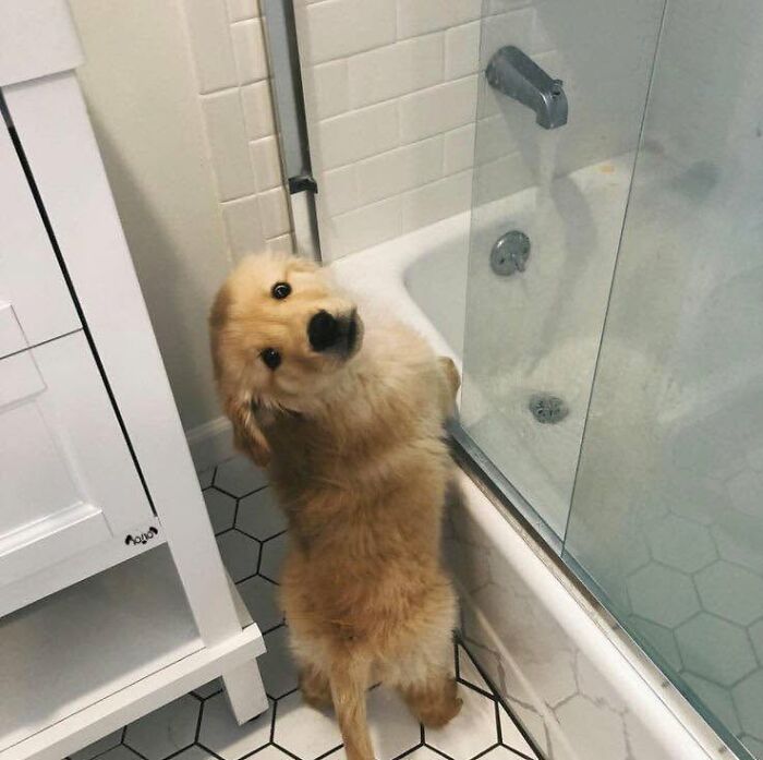 ‘WeRateDogs’ Shared 36 Pics Of Dogs Who Were Not Emotionally Prepared For Bath Time ‘WeRateDogs’ Shared 36 Pics Of Dogs Who Were Not Emotionally Prepared For Bath Time